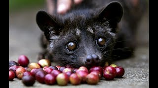 Musang Pandan  Asian palm civet [upl. by Lehplar]