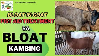 BLOAT IN GOAT FIRST AID TREATMENT  Paano gamutin ang BLOAT ng kambing [upl. by Itagaki]