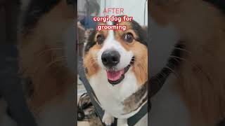 corgi dog for grooming youtubeshorts pets doglover groomerlife veterinarylife likeandsubscribe [upl. by Fanya967]