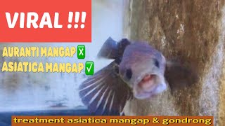 VIRAL  Channa Asiatica Mangap Mangap dan Gondrong  Treatment Channa Asiatica Mangap Gondrong [upl. by Clerk]