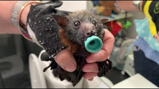 Baby flyingfoxes in care Ouzo Uffish Blackadder ParlezVous Inky Pinky Hugo Caltrops [upl. by Nodnarg]