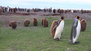 Penguins A Treasure of the Falkland Islands [upl. by Nerol]