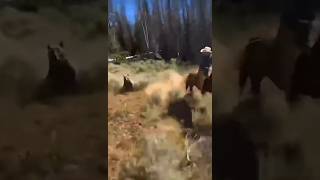 Grizzly Bear charges a man on horseback grizzlybear cattledrive nearmiss [upl. by Kama422]