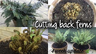 CUTTING BACK FERNS  FERNS PRUNING DRYOPTERIS AFFINIS How to prune ferns [upl. by Godart]