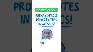 GCSE Biology  Eukaryotes vs Prokaryotes in 40 seconds ⏱️ [upl. by Aynod]