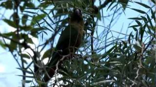 Maroonbellied Parakeet Vocalization Pyrrhura frontalis frontalis [upl. by Peterec673]