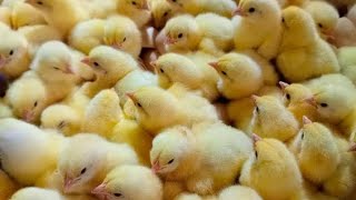 voici comment faire pour ne plus manquer de poussin chairs sur votre ferme  élevage de poulets [upl. by Inaffit366]