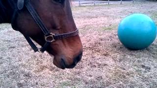 Funny horse playing with big jolly ball [upl. by Drews]