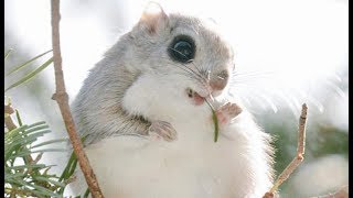 Japanese Dwarf Flying Squirrel Compilation [upl. by Mukerji]