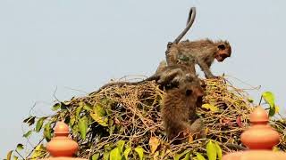 They are playing on high trees [upl. by Aeneas]