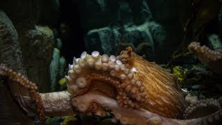 Ask the Aquarium — quotWhy cant I use my cameras flash near the octopusquot [upl. by Bernj]