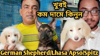 German Shepherd Lhasa Apso German spitzKatabon animal market in BangladeshDog price in 2023 gsd [upl. by Anyela]