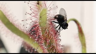 Drosera Capensis VS Fly [upl. by Glynnis]