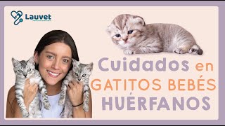 ¿CÓMO CUIDAR UN GATO BEBÉ SIN MAMÁ  Guía completa para gatitos huérfanos  Lauvet [upl. by Nolaf]