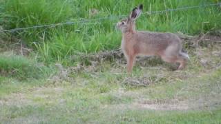 Jumping hare [upl. by Ttnerb]