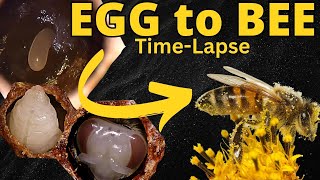 Incredible EGG to BEE Transformation TimeLapse [upl. by Trill]