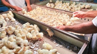 Egg Hatchery Business  Incubating and Hatching Eggs  Dr ARSHAD [upl. by Ronyar941]