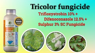 Tricolor fungicide मर्ची के लिये बेस्ट 🥳 [upl. by Lammond]