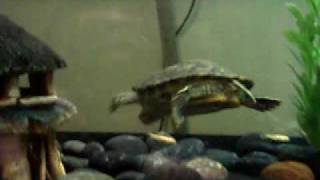 New turtle tank  75 gallon  022008 [upl. by Arocahs]