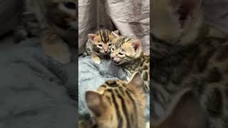 Chaton bengal qui miaule [upl. by Calabresi]