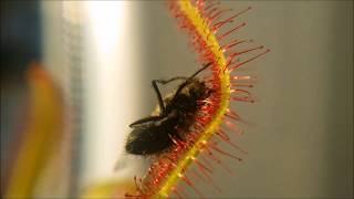 Drosera capensis Cape sundew with a Big Fly High Quality Time Lapse [upl. by Valera]