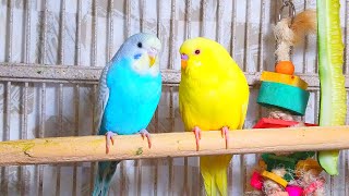 Cute Pet Budgies Chirping 35 Hr Nature Parakeets Bird Sound to Reduce Stress [upl. by Vonnie]