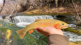 BACKPACKING to a DESERT OASIS for WILD TROUT Catch amp Cook [upl. by Namyaw56]