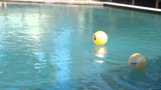 See who Flipper the Dolphin thinks will win the 2011 Discover Orange Bowl [upl. by Opal114]