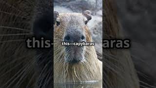 Capybaras The Ultimate Chill Masters 🐾 facts fascinatingwildlife shorts [upl. by Lemrej808]