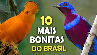 As 10 AVES MAIS BONITAS DO BRASIL [upl. by Ellekim830]