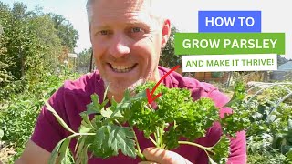 How To Grow Parsley And Make It Thrive [upl. by Naples]