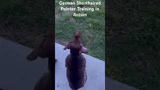 Dog Training httpshillcountrygermanshorthairedpointerscom [upl. by Rabah]