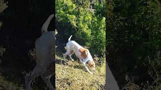 English pointer youtubeyoutubeshort pointing [upl. by Heidy]