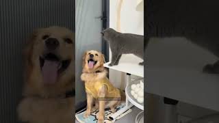 Cat vs dog ytshorts youtubeshorts shorts [upl. by Holland]