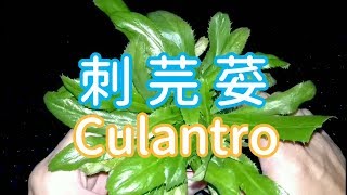 夏天香菜漲價前趕快種下【刺芫荽 Culantro】 [upl. by Yssac]