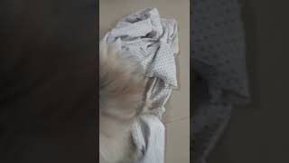 Kookoo funnyvideoshortilovestreetdog doglover [upl. by Aroved]