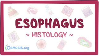 Esophagus Histology [upl. by Avert]