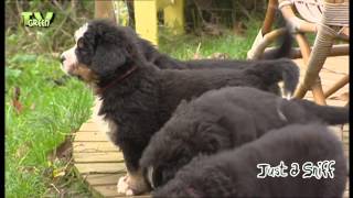 Just a Sniff  Bernese Mountain Dog  Berner Sennenhund 04 [upl. by Verger]