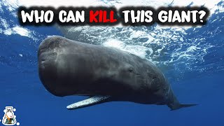 5 Animals That Could Defeat a Sperm Whale [upl. by Helaine]