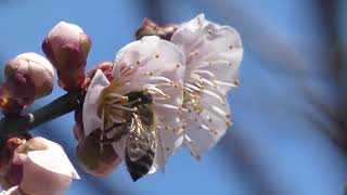 Japanese Honeybee Pollinates Japanese Apricot [upl. by Torrence]