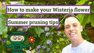 How to make your Wisteria flower Summer pruning guide [upl. by Sane]