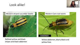 Cucumber Beetles Bandits of the West Ecology and a new aggregation pheromone of cucumber beetles [upl. by Aisatsan514]