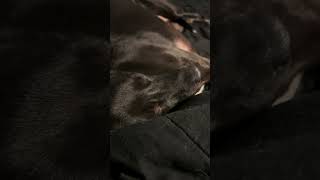 Mr snores a lot borador puppy doglover doglife dogshorts woof shorts dogsofyoutube labrador [upl. by Alanson362]