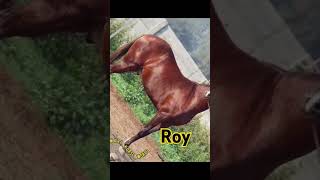 🌟StallionRoy👑 🌟SireAlishaan rohetgarh Great grand sireToofan Sangariya horse stallion [upl. by Ecnerolf]