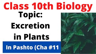 Excretion in plants  Class 10 biology chapter 11  Pashto  Home of biology [upl. by Three]