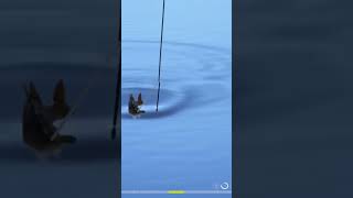 PERCH TROPHY fishing fish russianfishing4spots russianfishing4 rf4 [upl. by Edwyna]