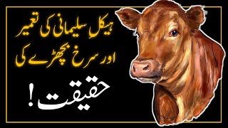 Heifer Sacrifice by ISREAL ‼️ DR SHEHZAD SALEEM [upl. by Mushro]