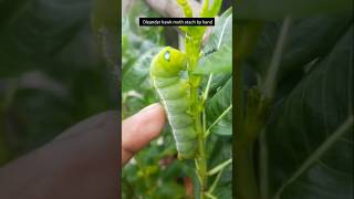 Oleander hawk moth stach by hand281 insects shorts [upl. by Lirva]