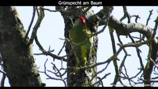 GrünspechtMännchen ruft  European green woodpecker singing  Picus viridis 1080p HD [upl. by Yoreel]