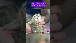 Rescue cat  wait for the end CatRescue RescueCat cat kitten pets rescue [upl. by Kitchen]